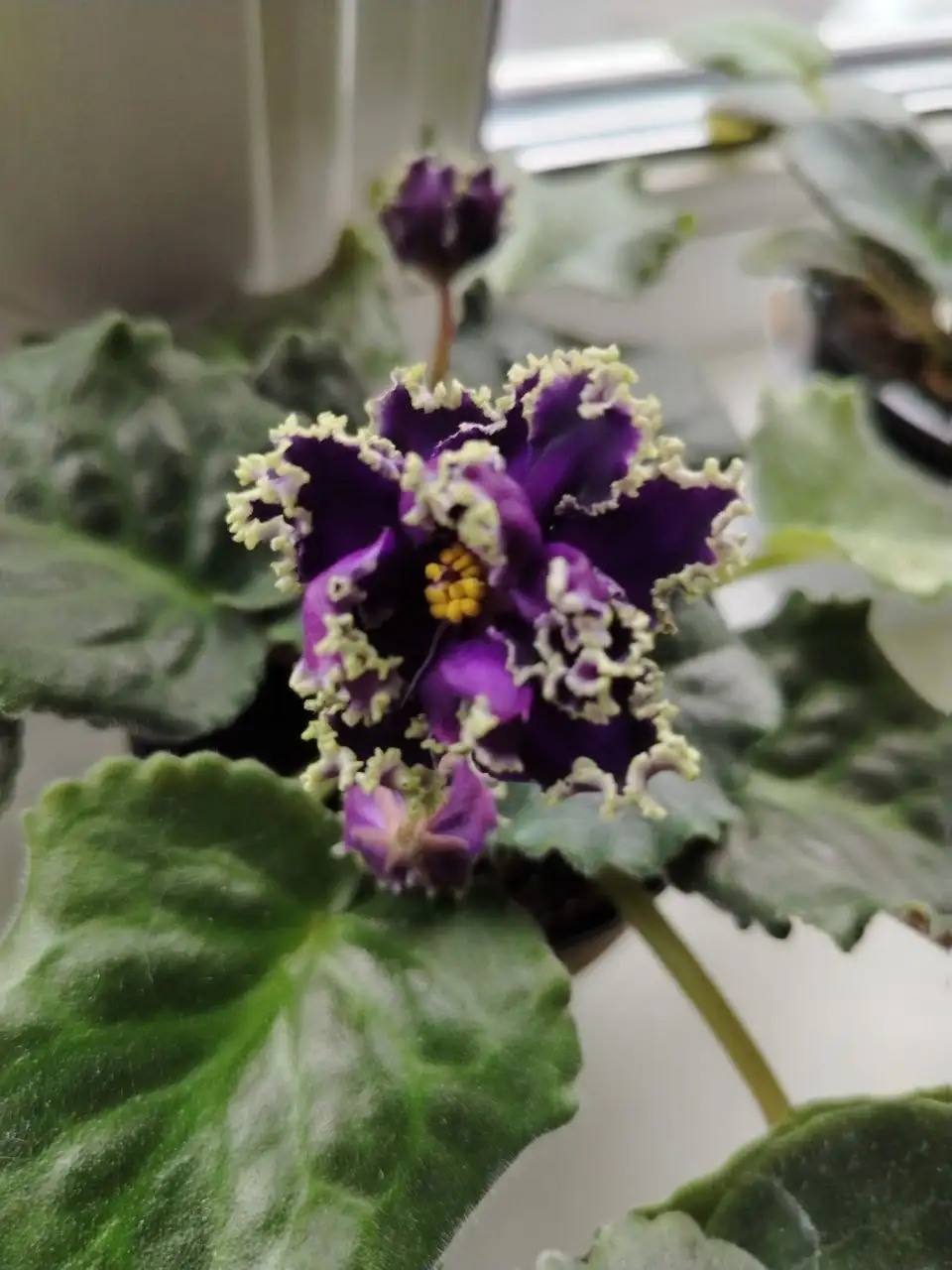 Фиалки Беатриса и Дух воды - Растения (Хобби и отдых) в Юбилейный