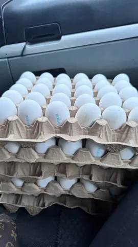 Свежие яйца С1 на Пасху - Разное в Саратов