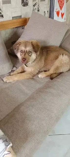 Девочка 3 месяца ищет семью в Саратове - Пристройство животных в Саратов