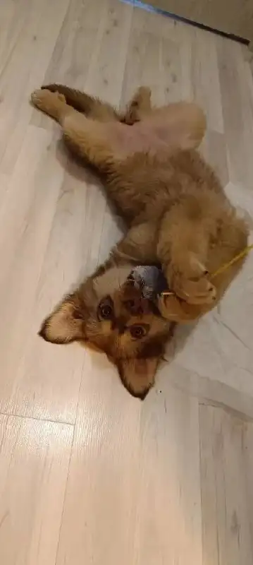 Девочка 3 месяца ищет семью в Саратове - Кошки (Животные) в Саратов