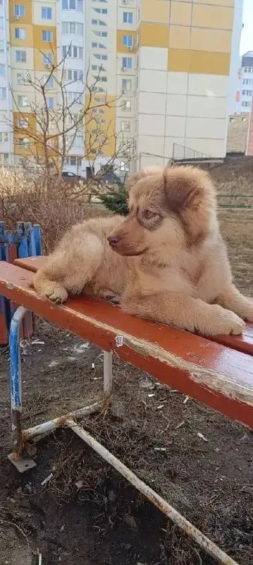 Девочка 3 месяца ищет семью в Саратове - Кошки (Животные) в Саратов