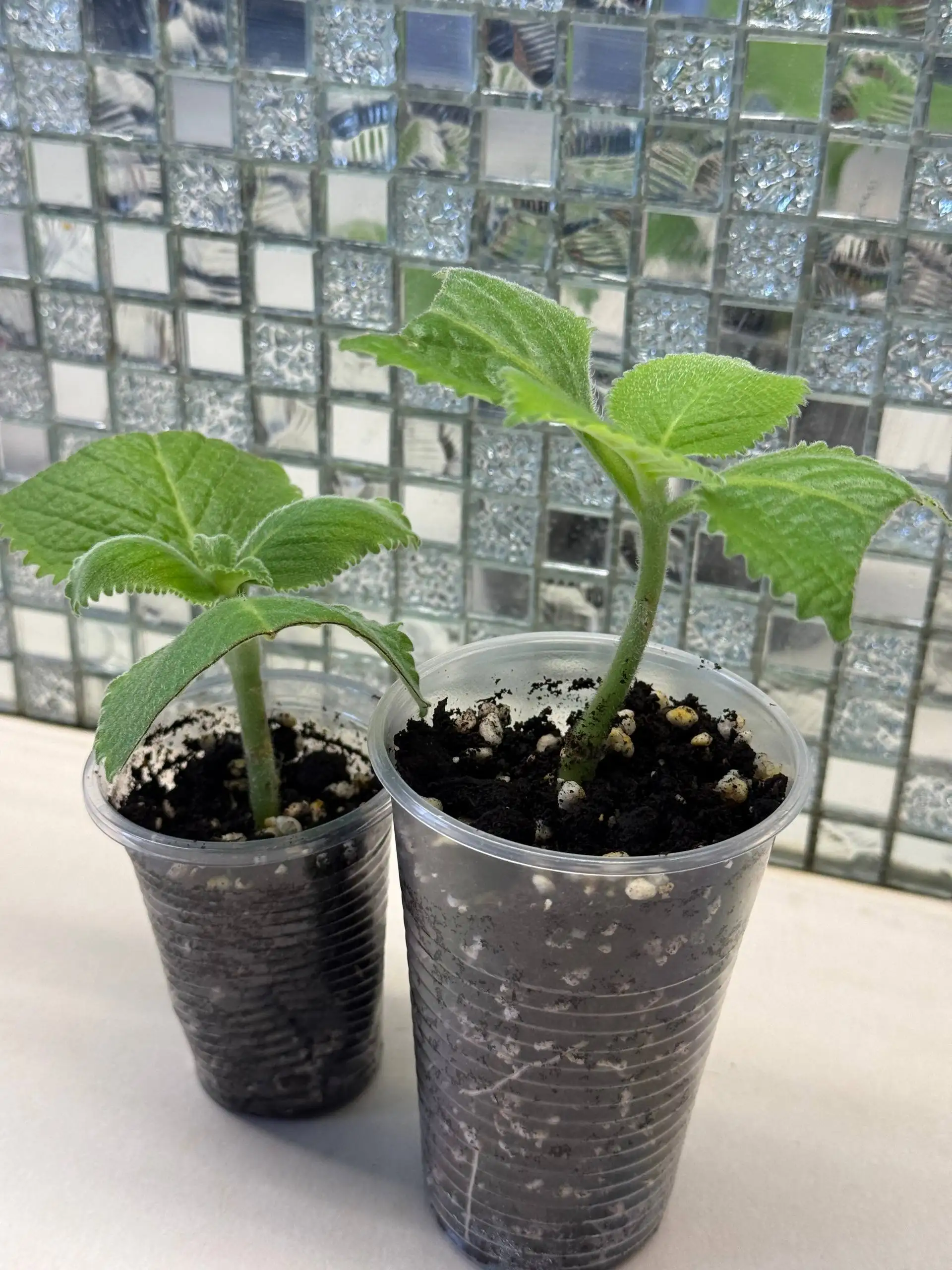 Продам черенки домашней мяты - Барахолка в Юбилейный