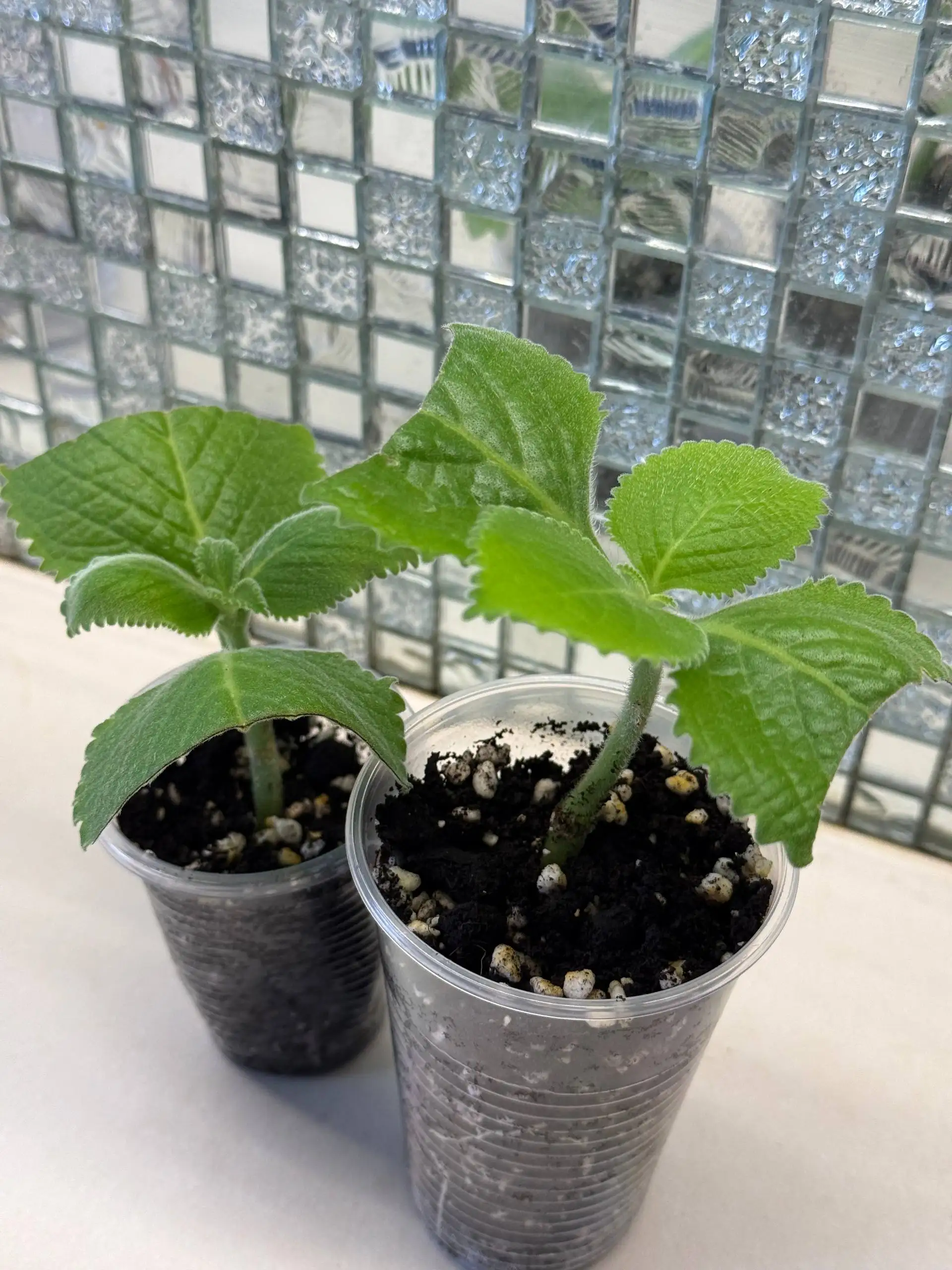 Продам черенки домашней мяты - Барахолка в Юбилейный