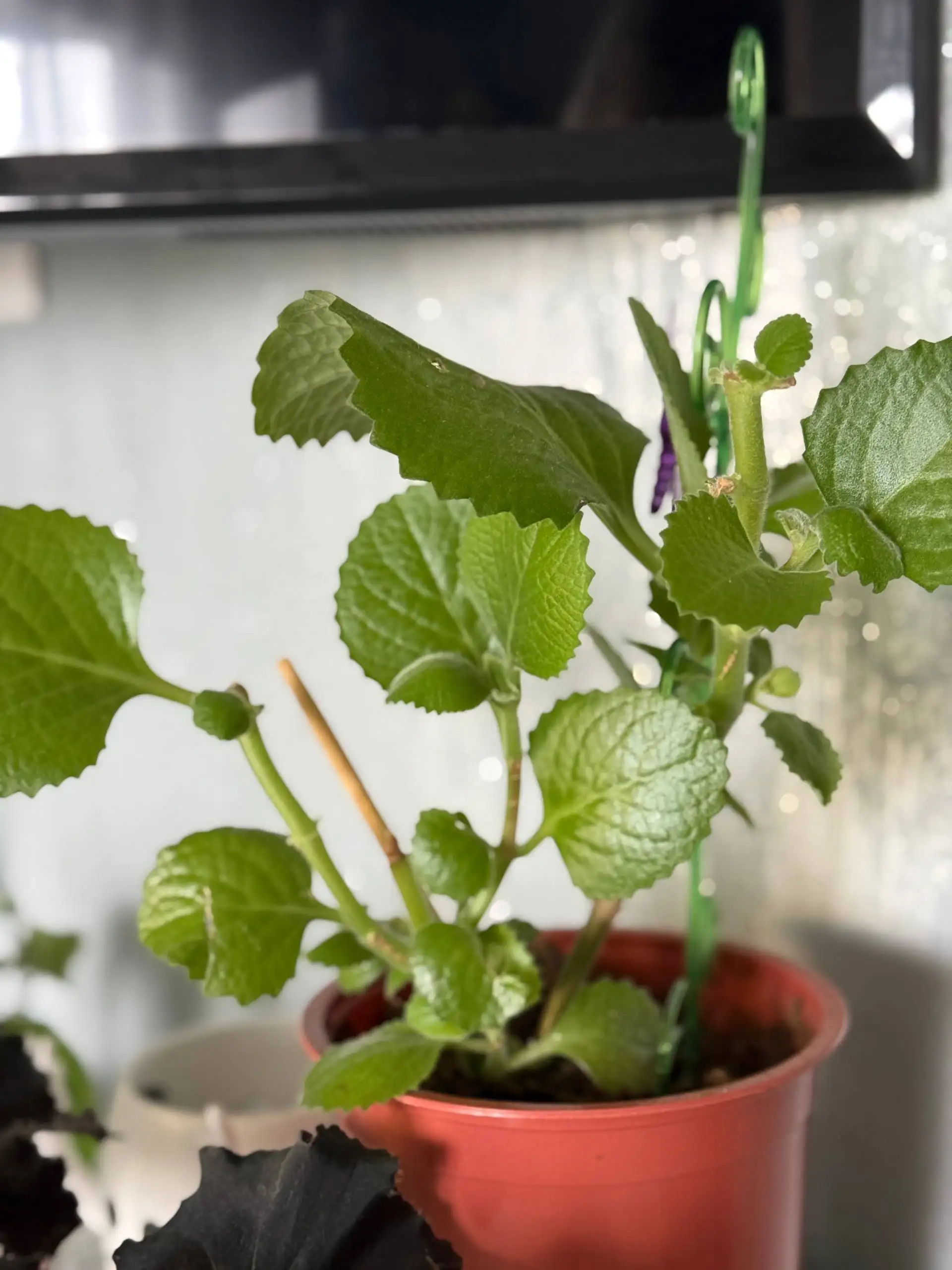 Продам черенки домашней мяты - Барахолка в Юбилейный