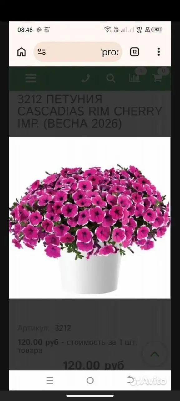 Продажа черенков вегетативной петунии - Растения (Барахолка) в Саратов