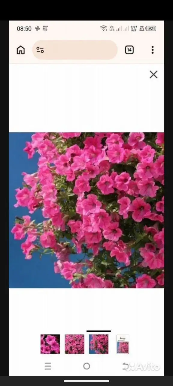 Продажа черенков вегетативной петунии - Растения (Барахолка) в Саратов