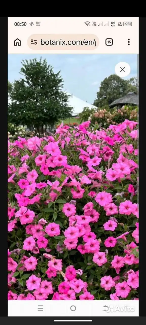 Продажа черенков вегетативной петунии - Растения (Барахолка) в Саратов