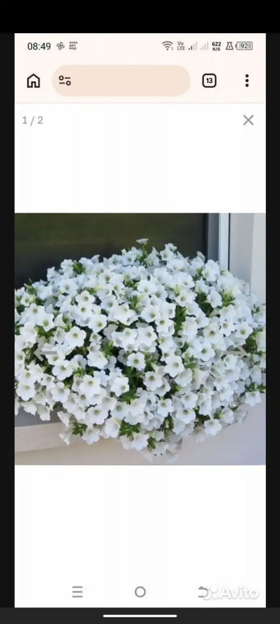 Продажа черенков вегетативной петунии - Растения (Барахолка) в Саратов