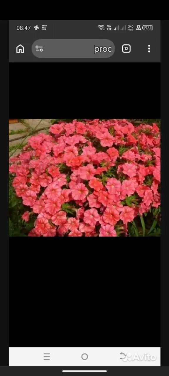 Продажа черенков вегетативной петунии - Растения (Барахолка) в Саратов