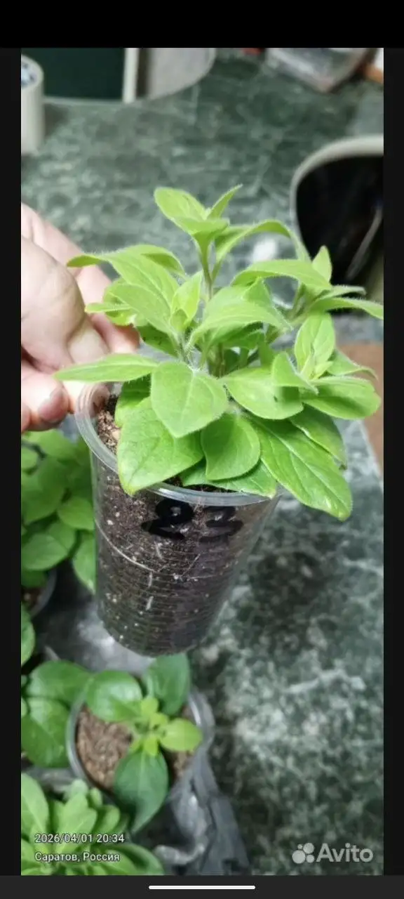 Продажа черенков вегетативной петунии - Растения (Барахолка) в Саратов