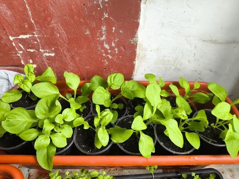 Черенки вегетативной петунии в стаканчиках - Скейтборды в Саратов