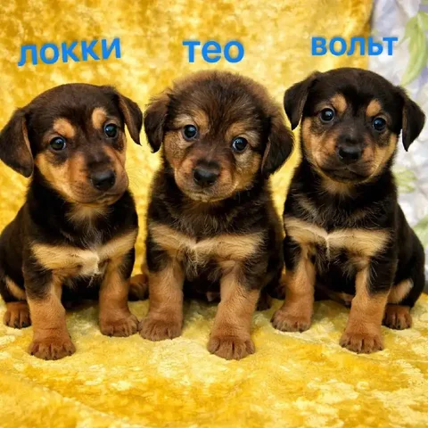 Щенки Локки, Тео и Вольт ищут дом - Птицы в Саратов