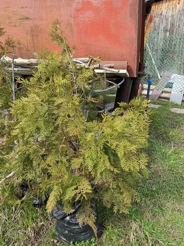 Туя кустовая и саженцы абрикоса - Автошины в Саратов