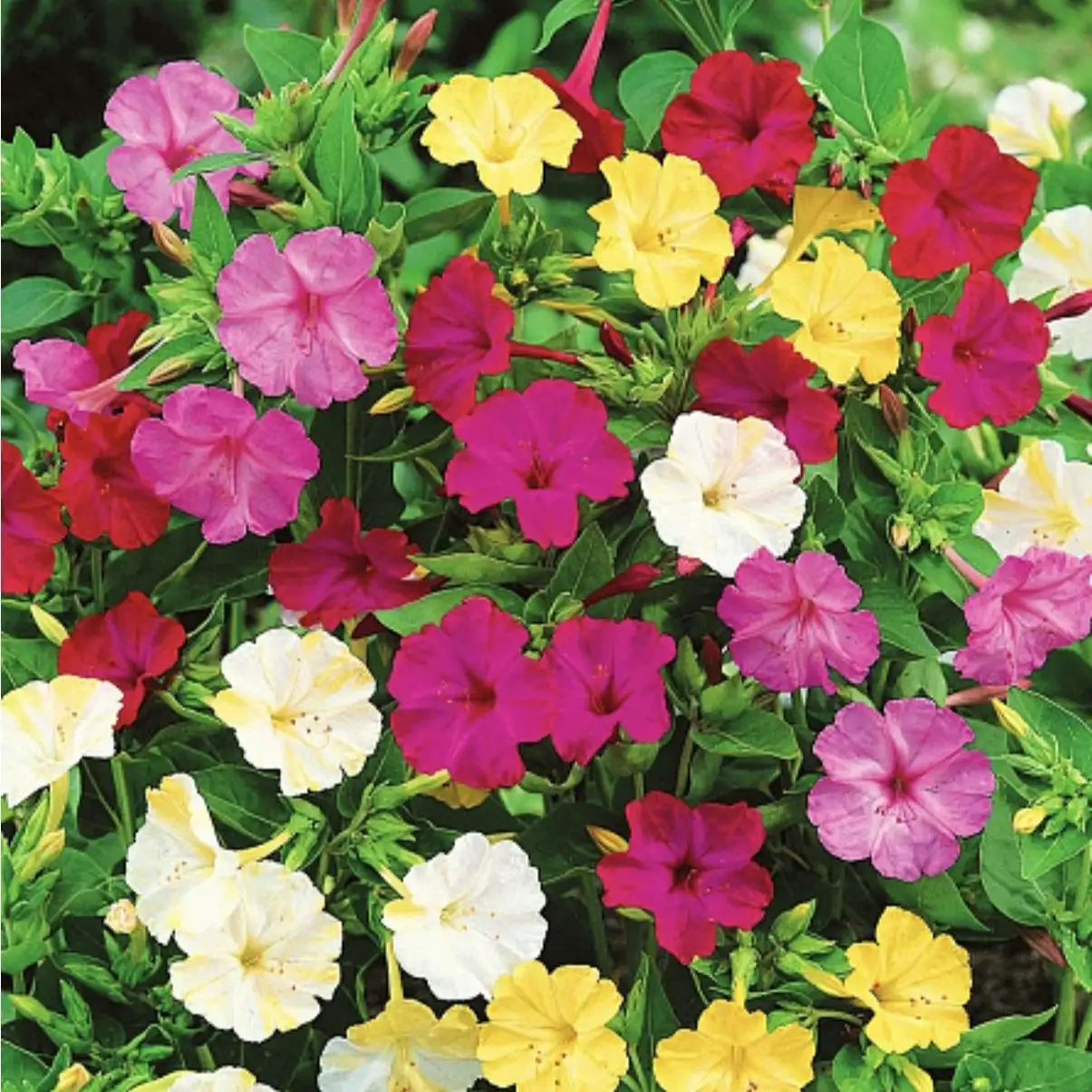 Продам черенки Мирабилис Ночная красавица - Растения (Хобби и отдых) в Саратов