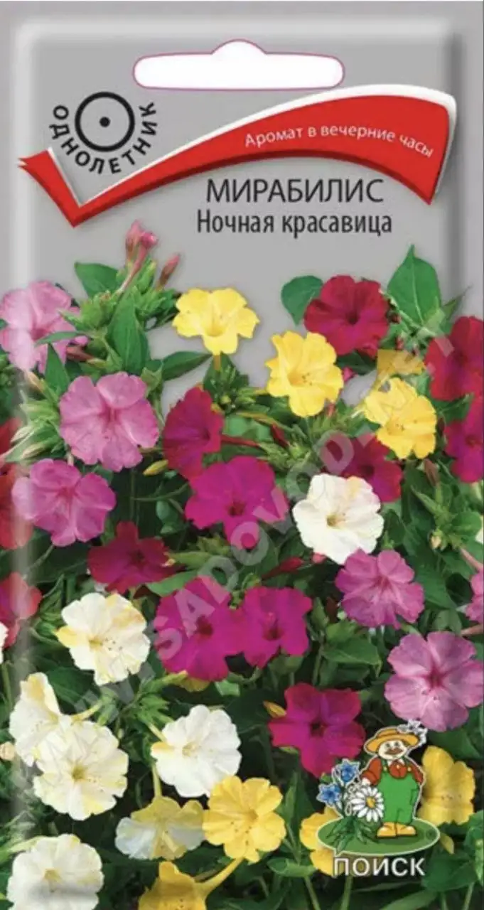 Продам черенки Мирабилис Ночная красавица - Растения (Хобби и отдых) в Саратов