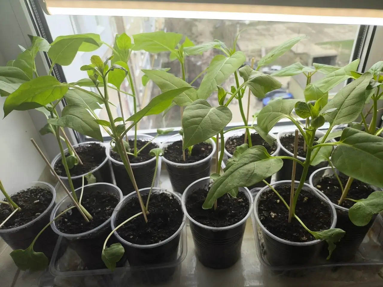 Продам черенки Мирабилис Ночная красавица - Растения (Хобби и отдых) в Саратов