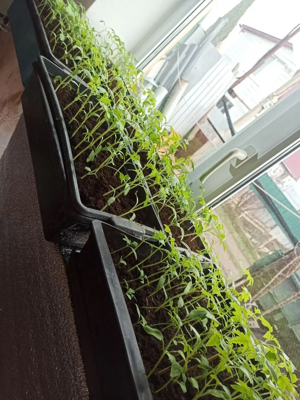 Предзаказ на рассаду овощей - Растения (Барахолка) в Саратов