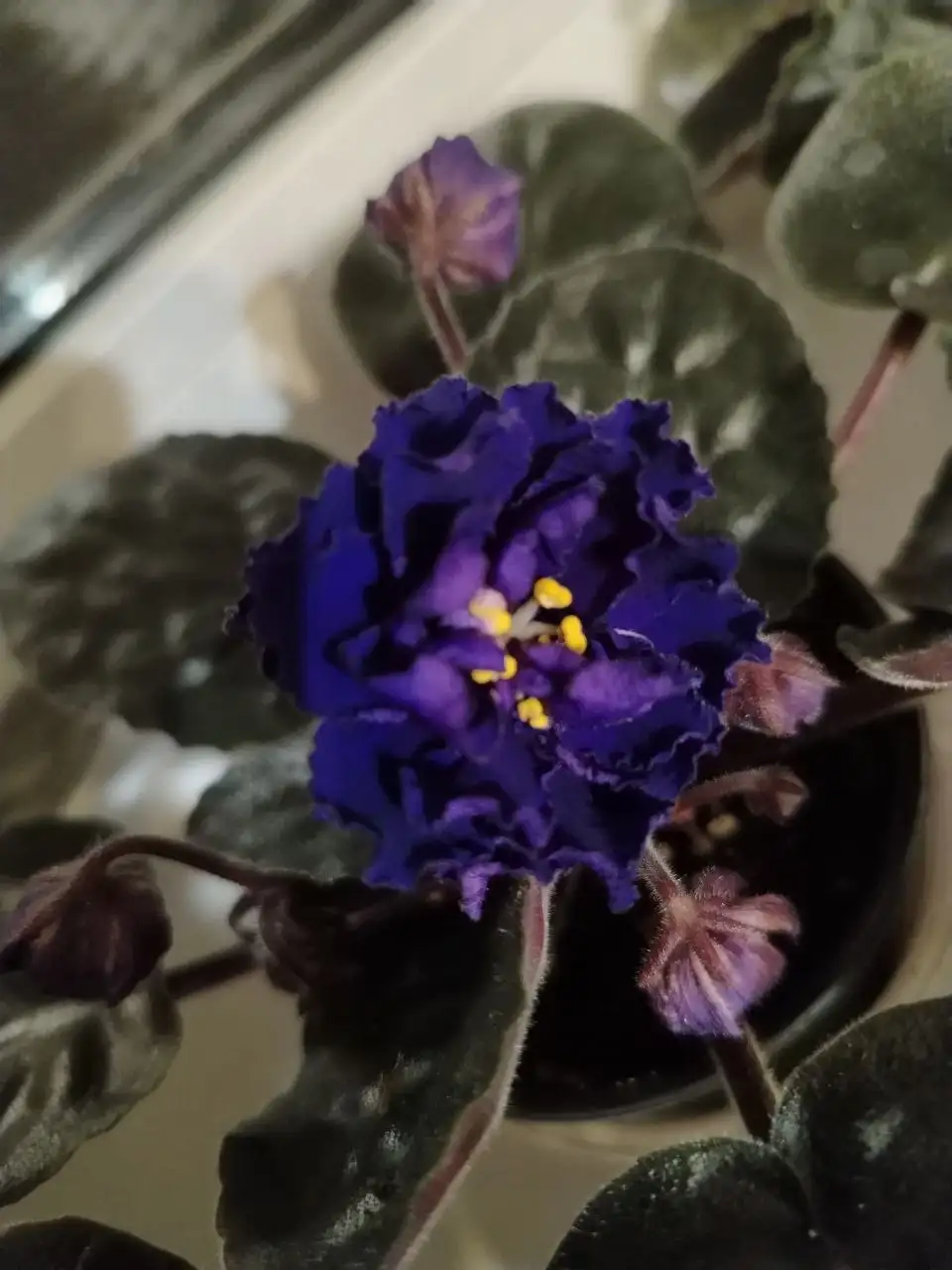 Продажа фиалок и деток - Растения (Хобби и отдых) в Юбилейный