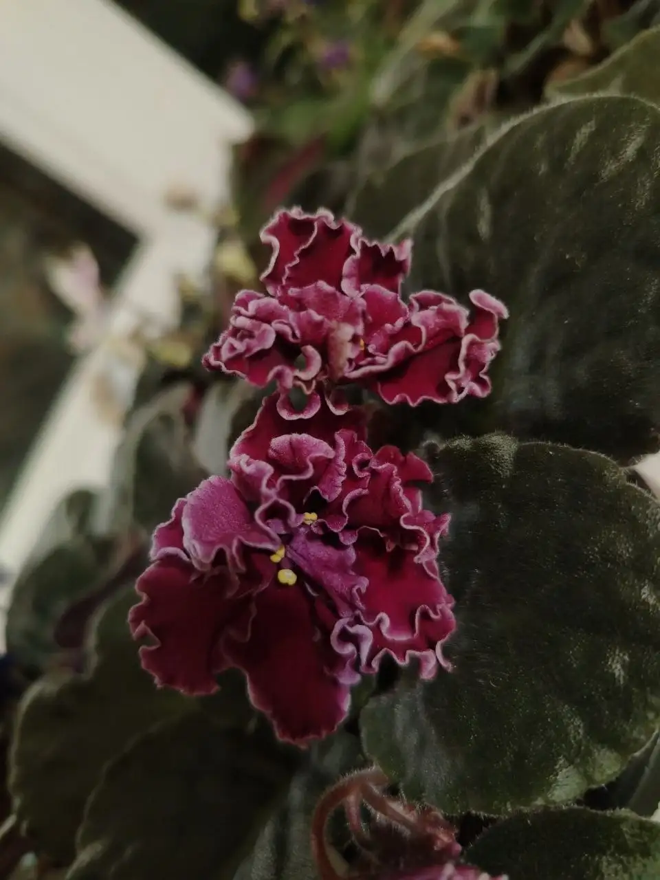 Продажа фиалок и деток - Растения (Хобби и отдых) в Юбилейный