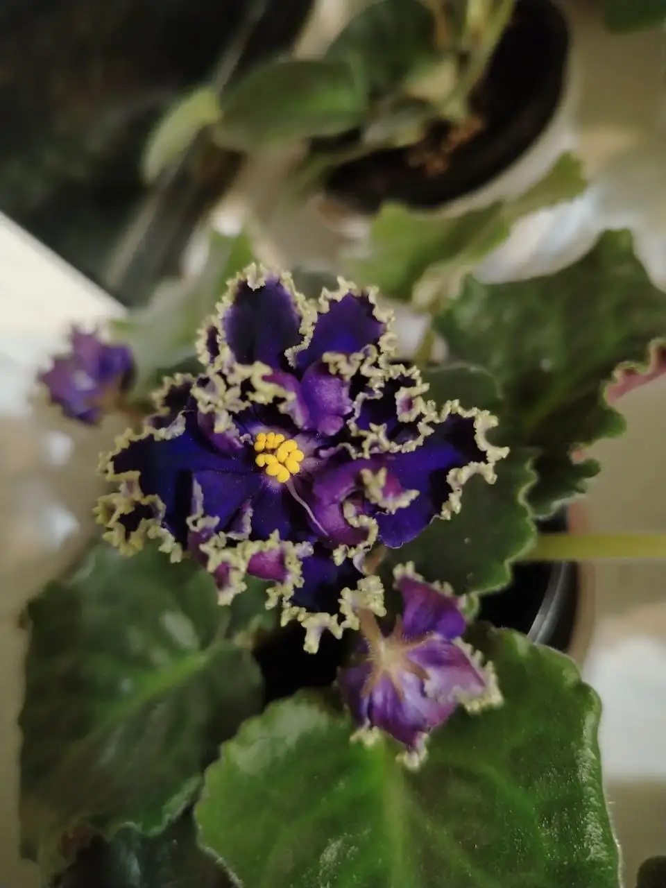 Продажа фиалок и деток - Растения (Хобби и отдых) в Юбилейный