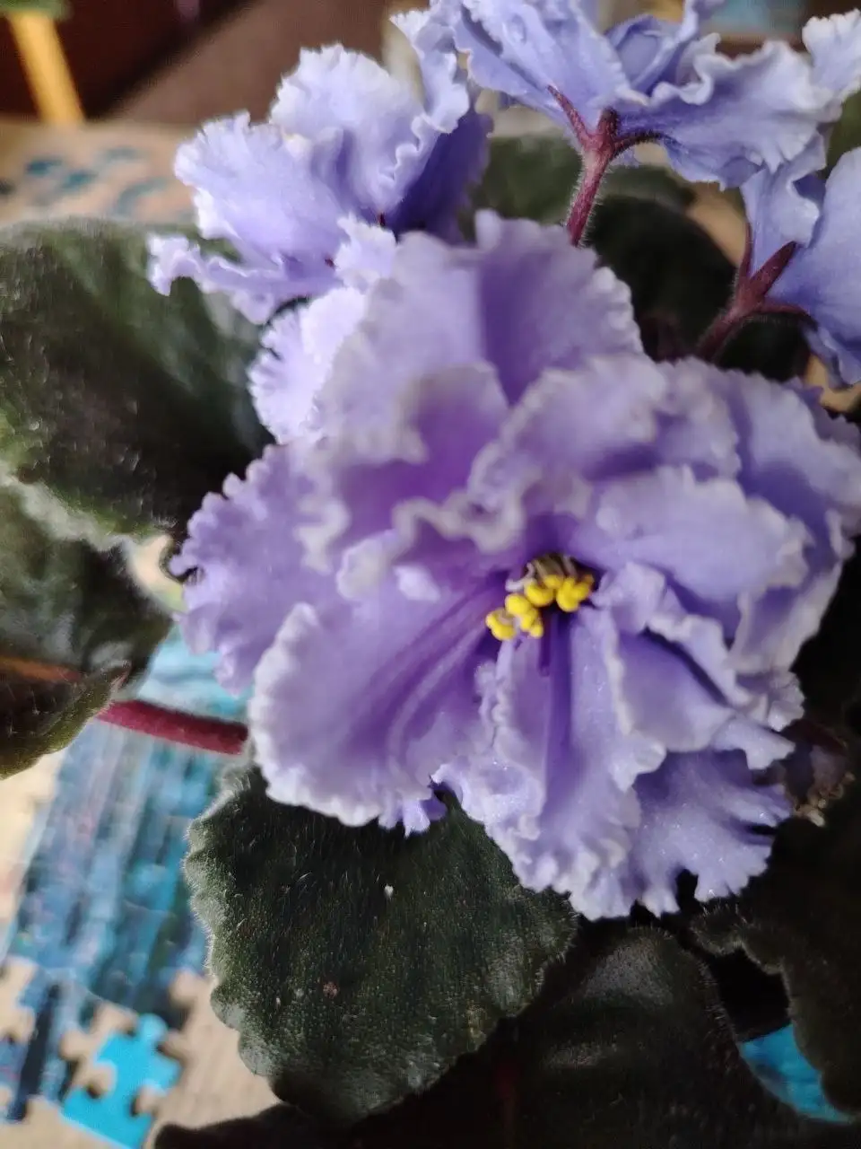 Продажа фиалок и деток - Растения (Хобби и отдых) в Юбилейный