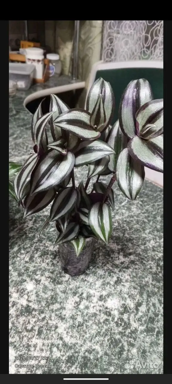 Продажа традесканции в горшках разного объема - Растения (Барахолка) в Саратов