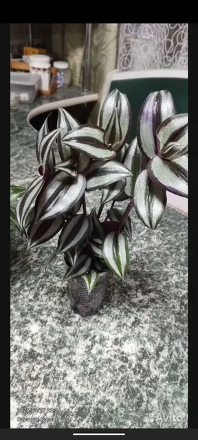 Продажа традесканции в горшках разного объема - частное объявление в Саратов