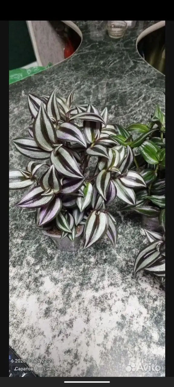 Продажа традесканции в горшках разного объема - Растения (Барахолка) в Саратов