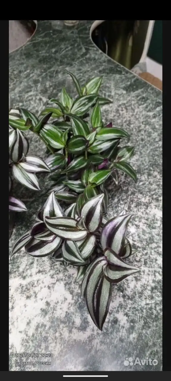 Продажа традесканции в горшках разного объема - Растения (Барахолка) в Саратов