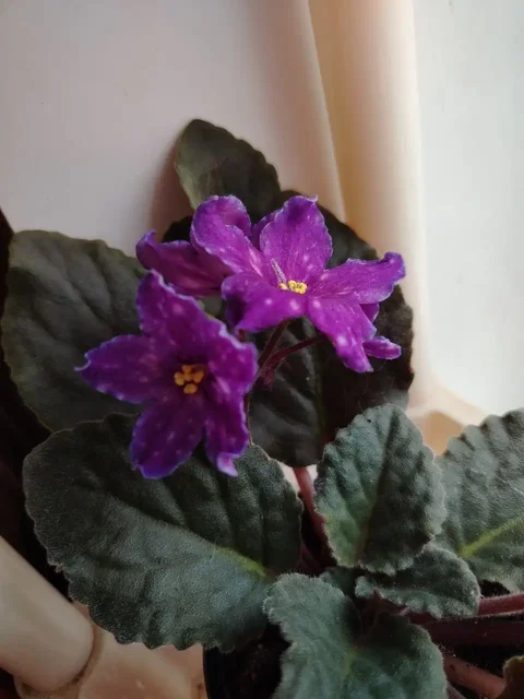 Продажа фиалок разных сортов - Автошины в Саратов