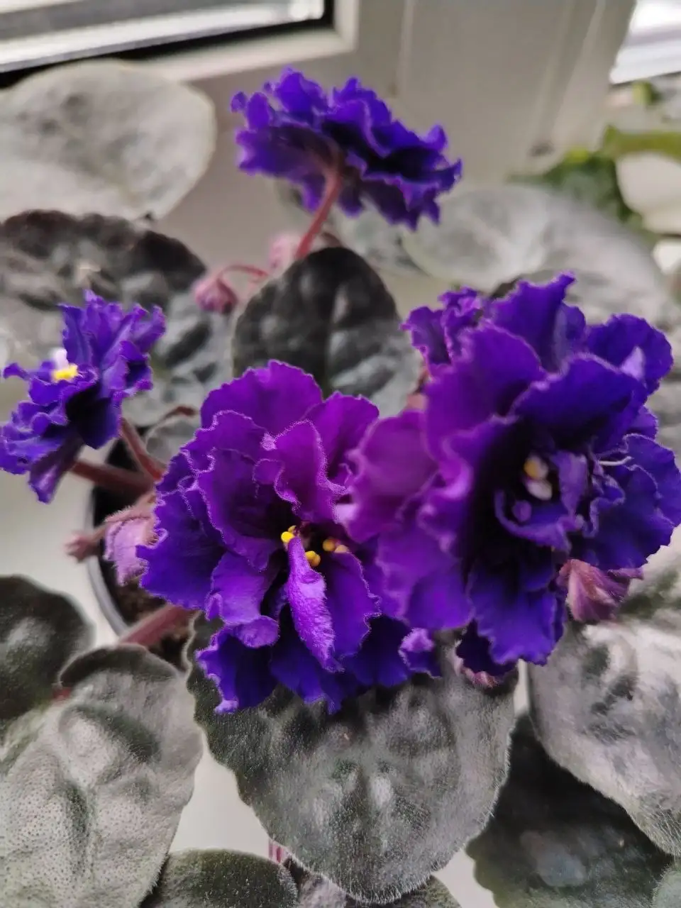 Продажа фиалок разных сортов - Растения (Барахолка) в Саратов
