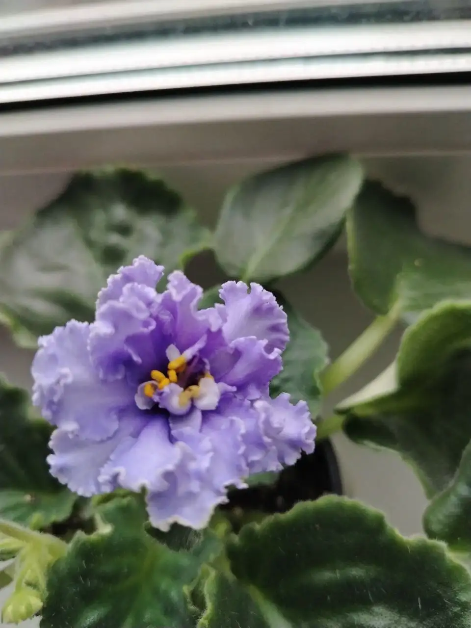 Продажа фиалок разных сортов - Растения (Барахолка) в Саратов