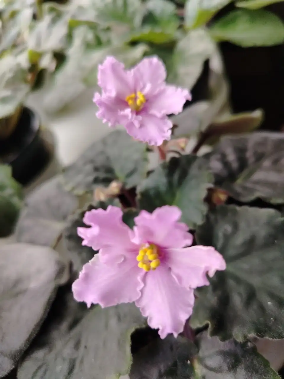 Продажа фиалок разных сортов - Растения (Барахолка) в Саратов