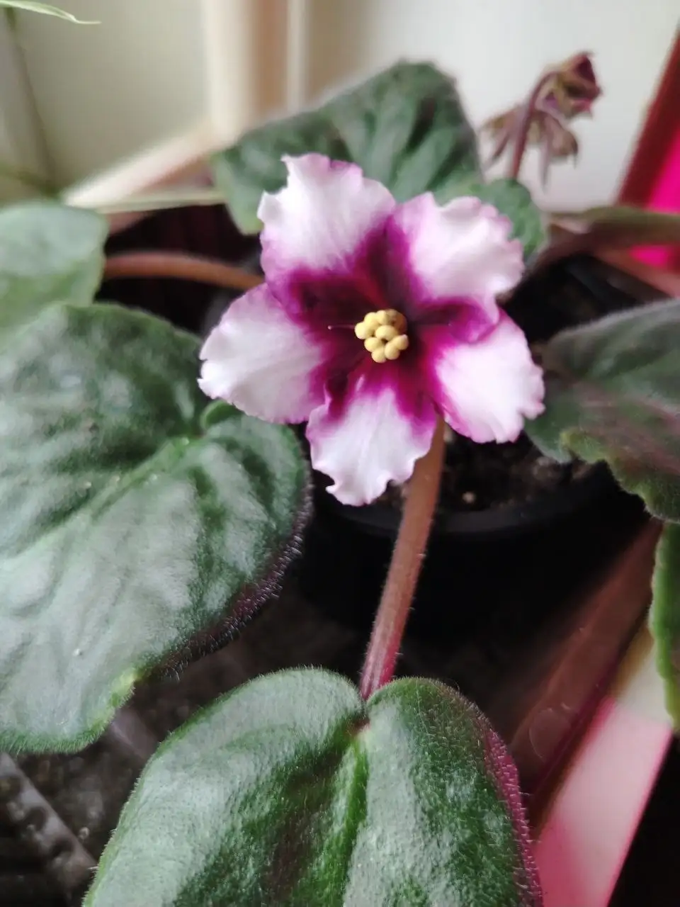 Продажа фиалок разных сортов - Растения (Барахолка) в Саратов