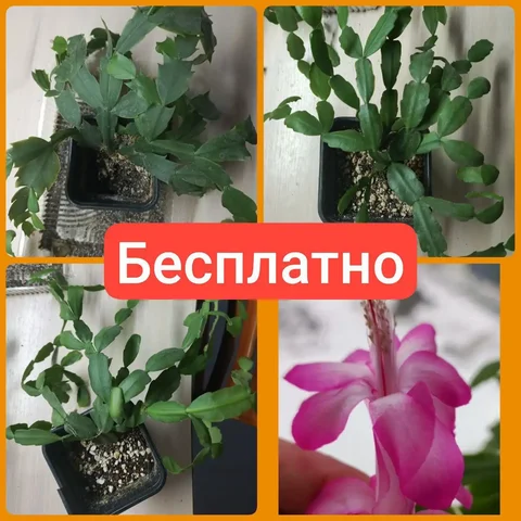 Продажа в Саратове - Автошины в Саратов