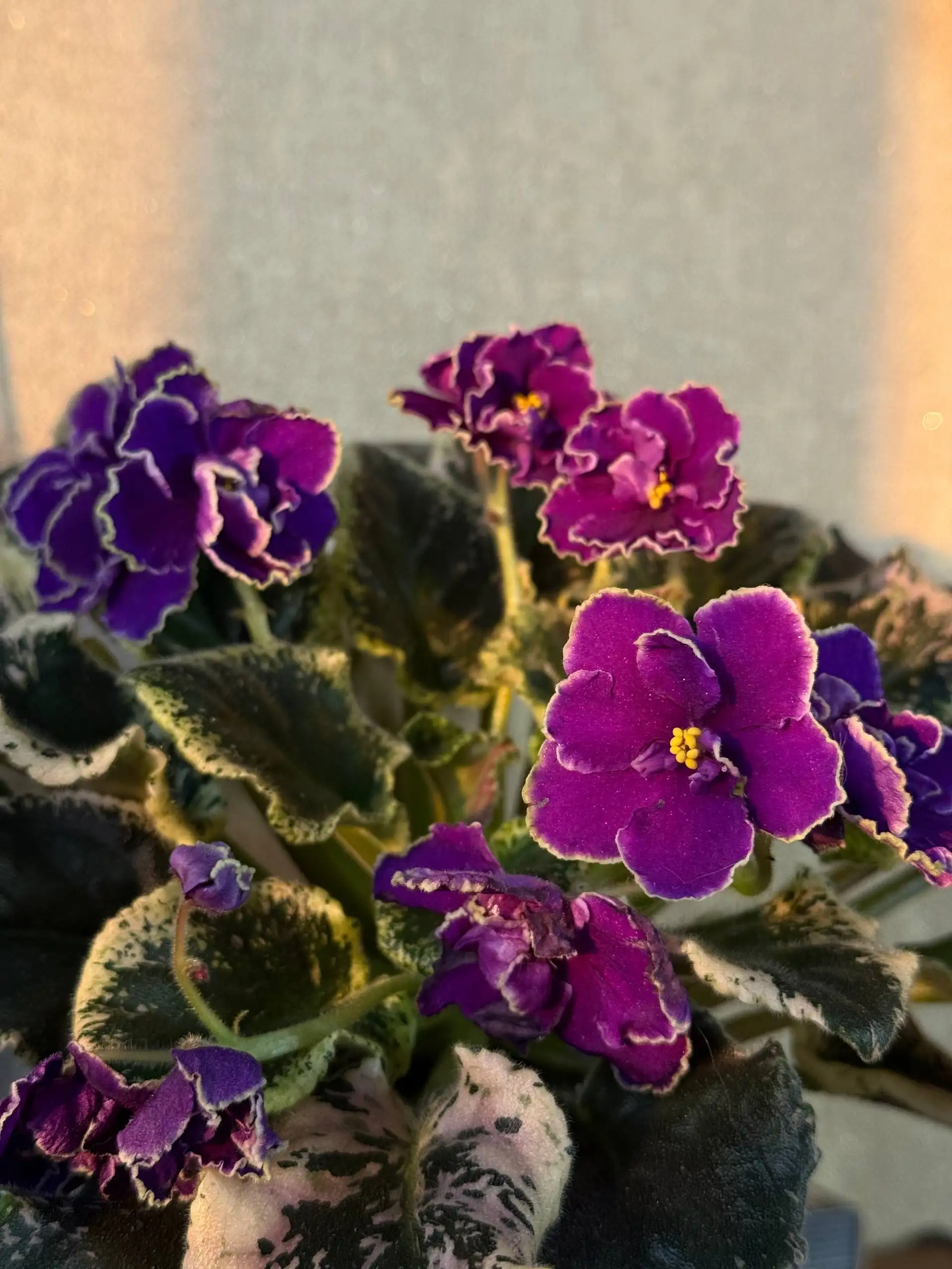 Фиалки листики на срез - Растения (Барахолка) в Саратов