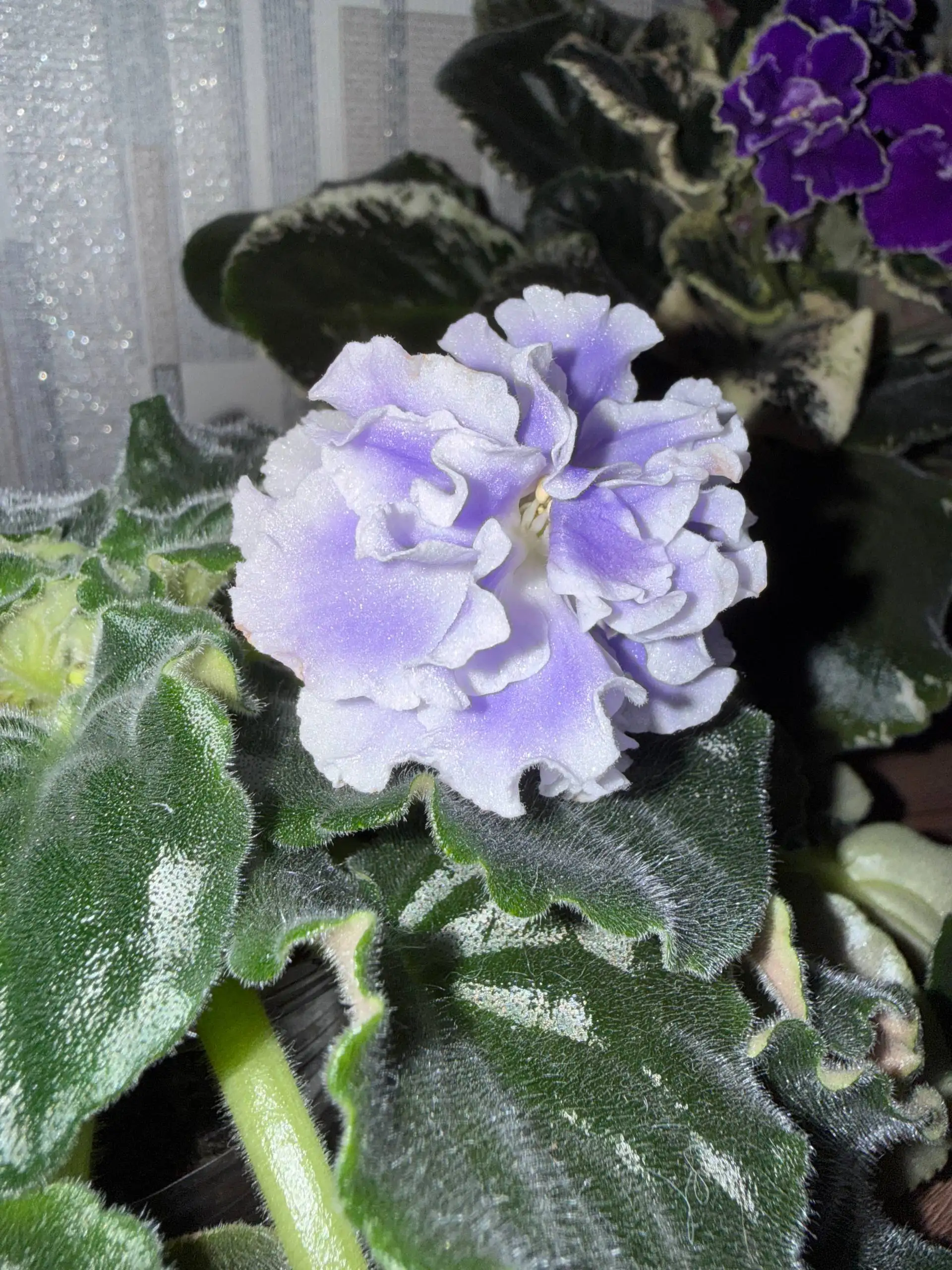 Фиалки листики на срез - Растения (Барахолка) в Саратов