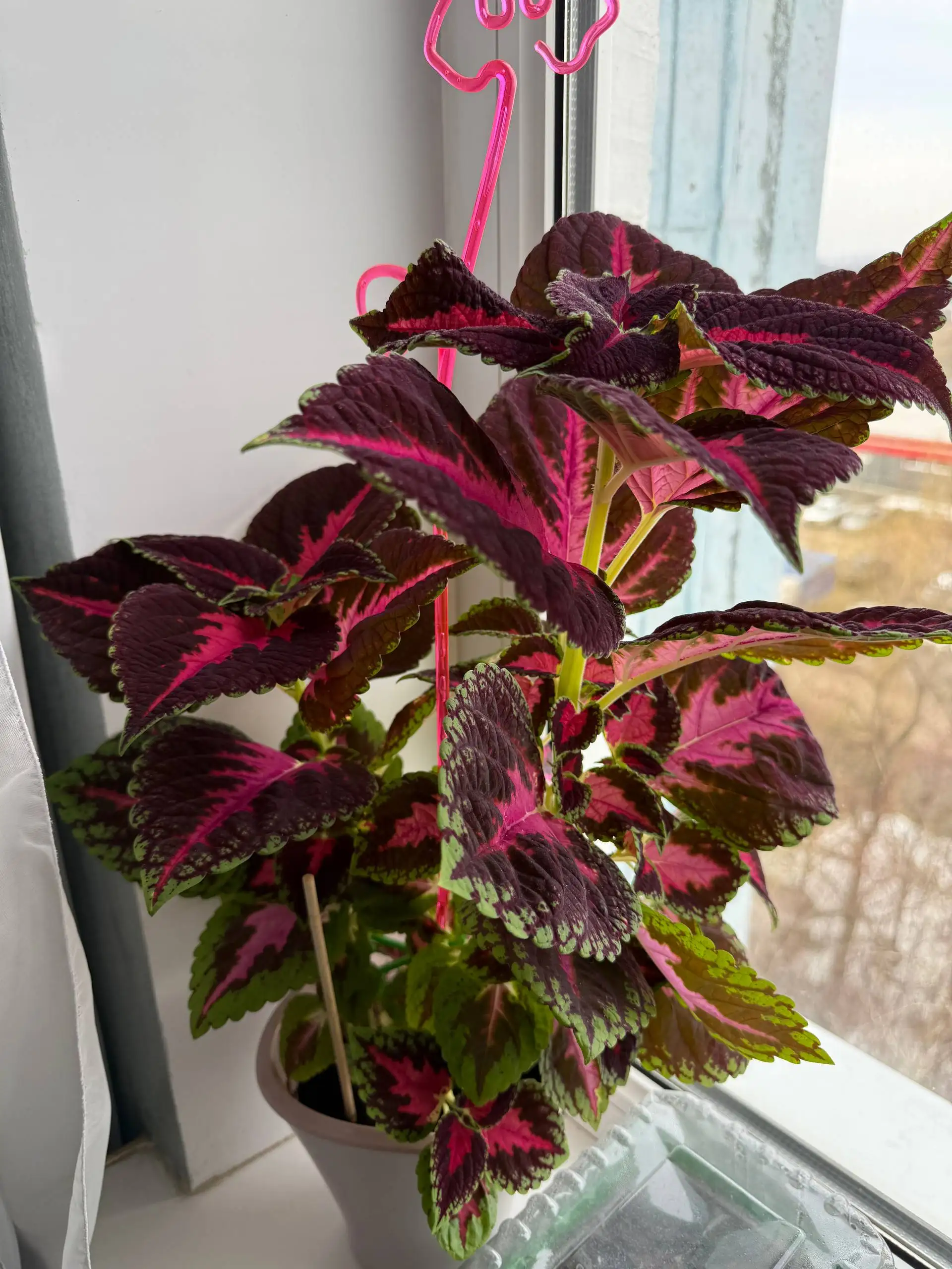 Продажа комнатных растений: колеус, замиокулькас, эпипремнум, бегония - Комнатные растения (Хобби и отдых) в Саратов