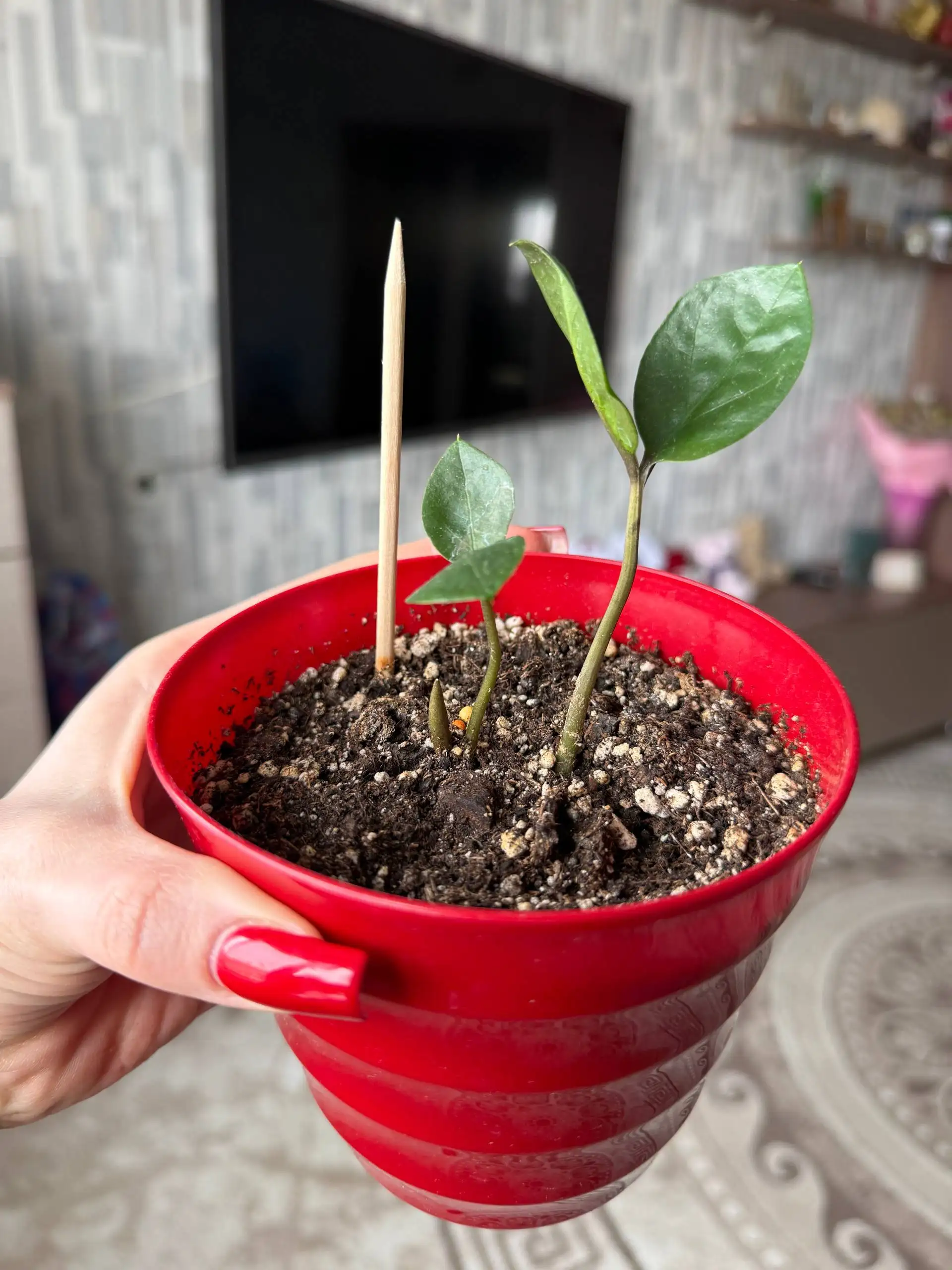 Продажа комнатных растений: колеус, замиокулькас, эпипремнум, бегония - Комнатные растения (Хобби и отдых) в Саратов