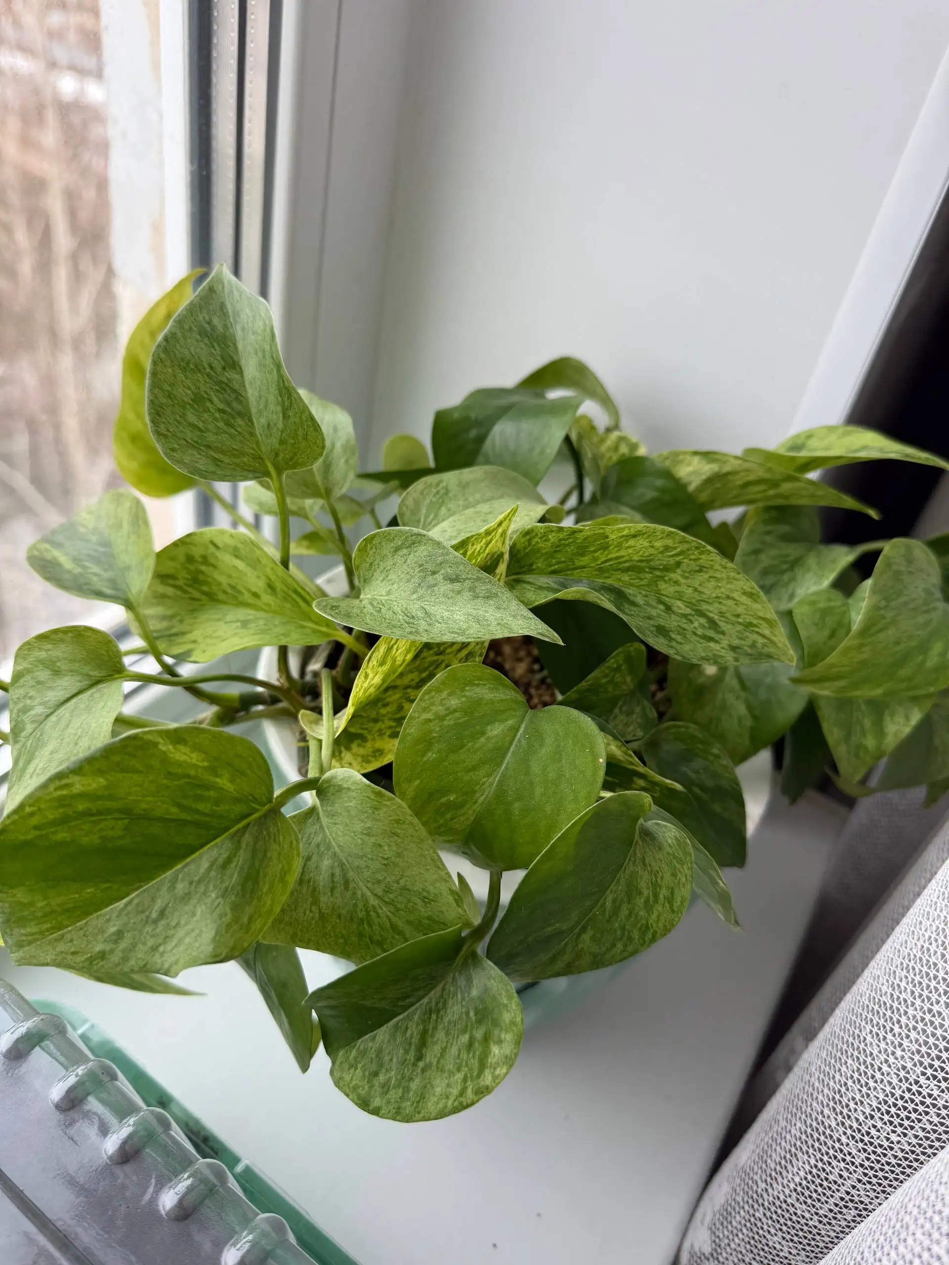 Продажа комнатных растений: колеус, замиокулькас, эпипремнум, бегония - Комнатные растения (Хобби и отдых) в Саратов