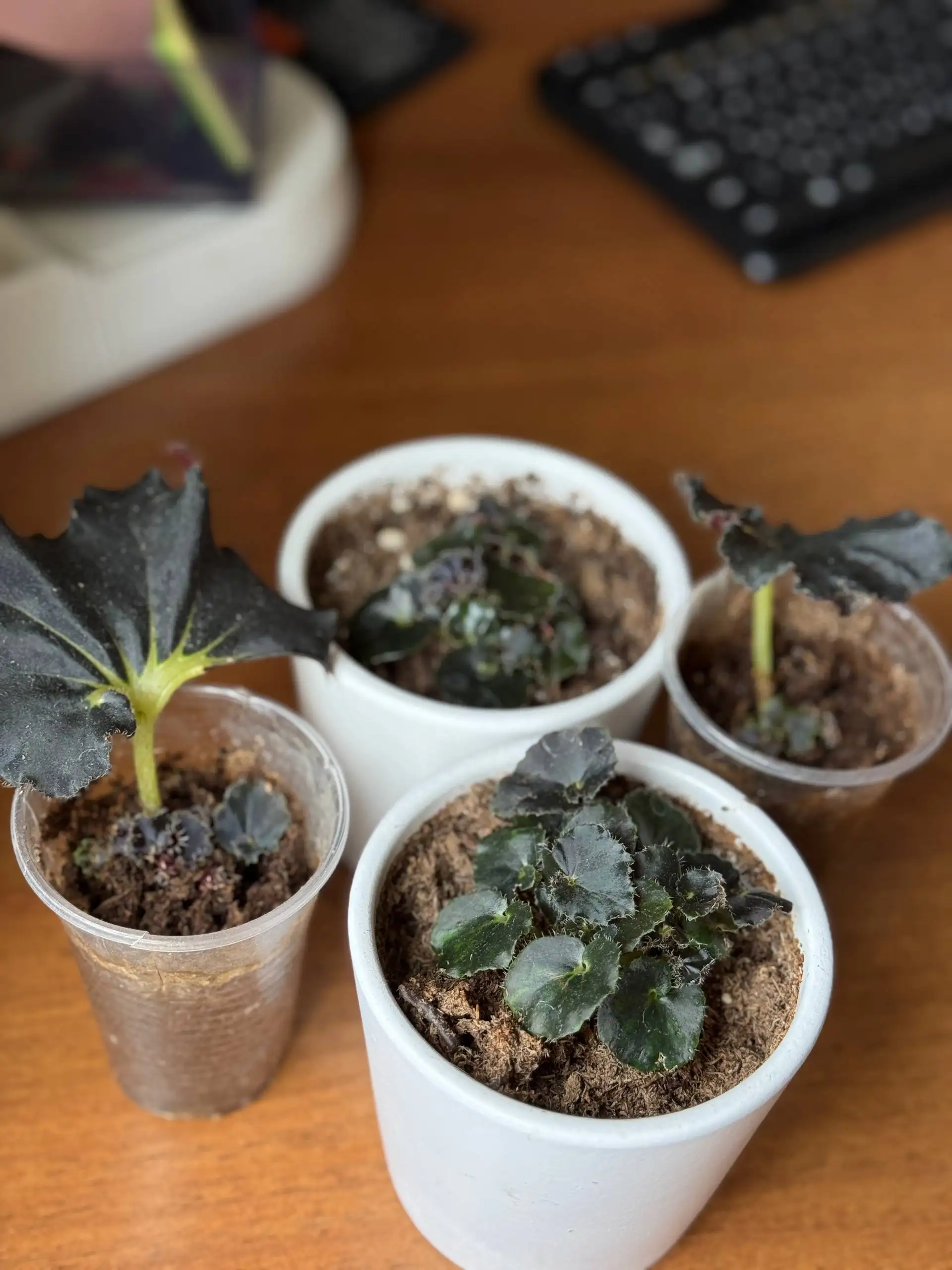 Продажа комнатных растений: колеус, замиокулькас, эпипремнум, бегония - Комнатные растения (Хобби и отдых) в Саратов