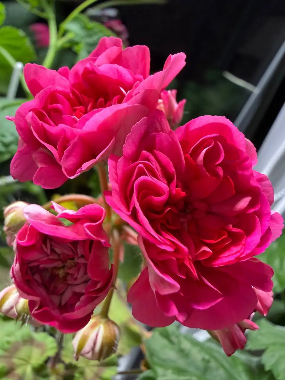 Черенок пеларгонии Вино любви - Растения (Барахолка) в Саратов