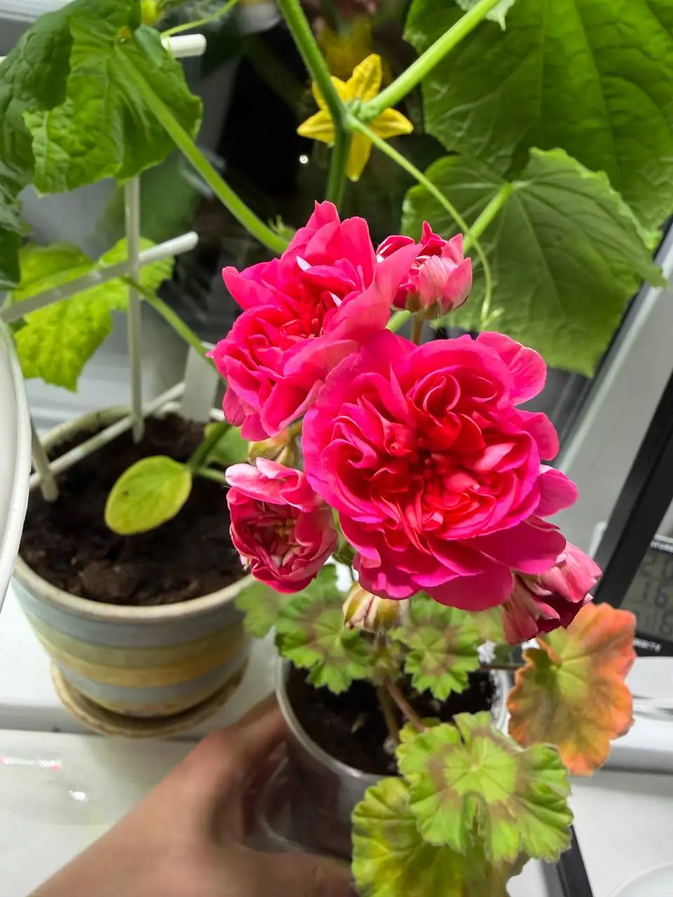 Черенок пеларгонии Вино любви - Растения (Барахолка) в Саратов