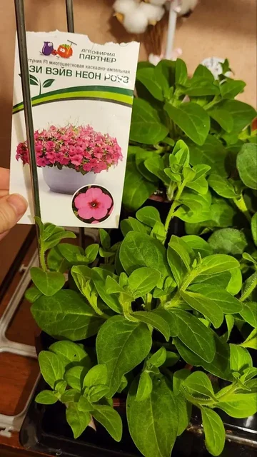 Рассада петунии Изи Вейв неон в горшках - Спорт и активный отдых в Саратов