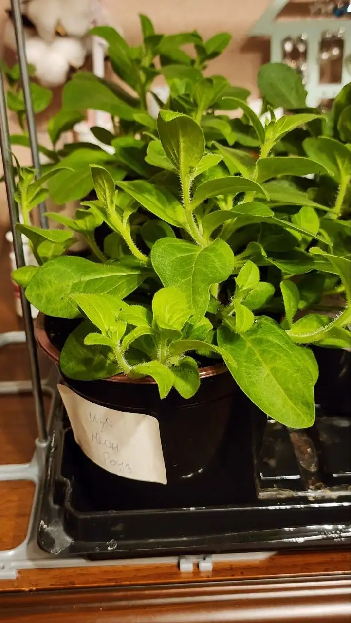 Рассада петунии Изи Вейв неон в горшках - Растения (Хобби и отдых) в Саратов