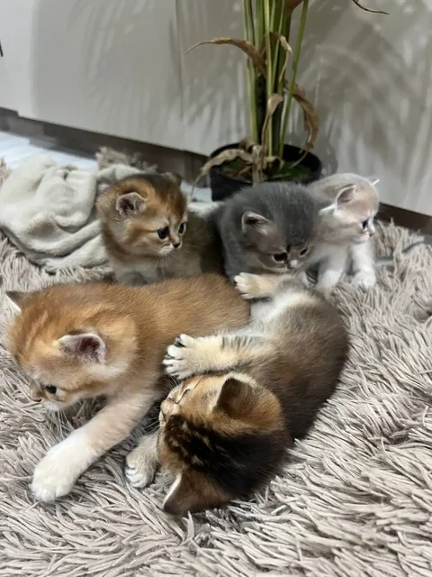 Продажа котят от британки и шиншилл - Услуги для животных в Саратов