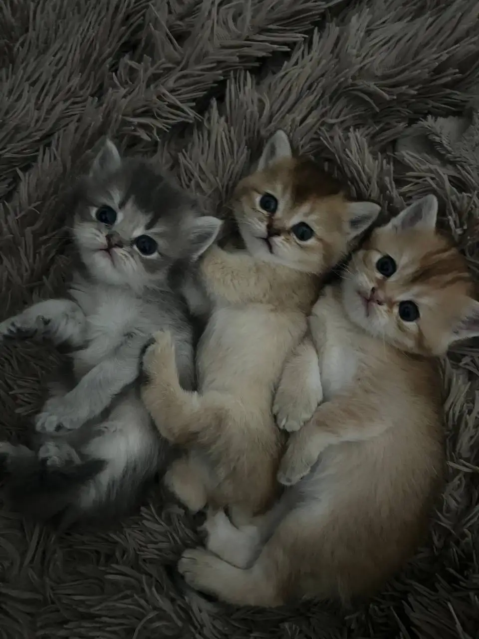 Продажа котят от британки и шиншилл - Кошки (Животные) в Саратов