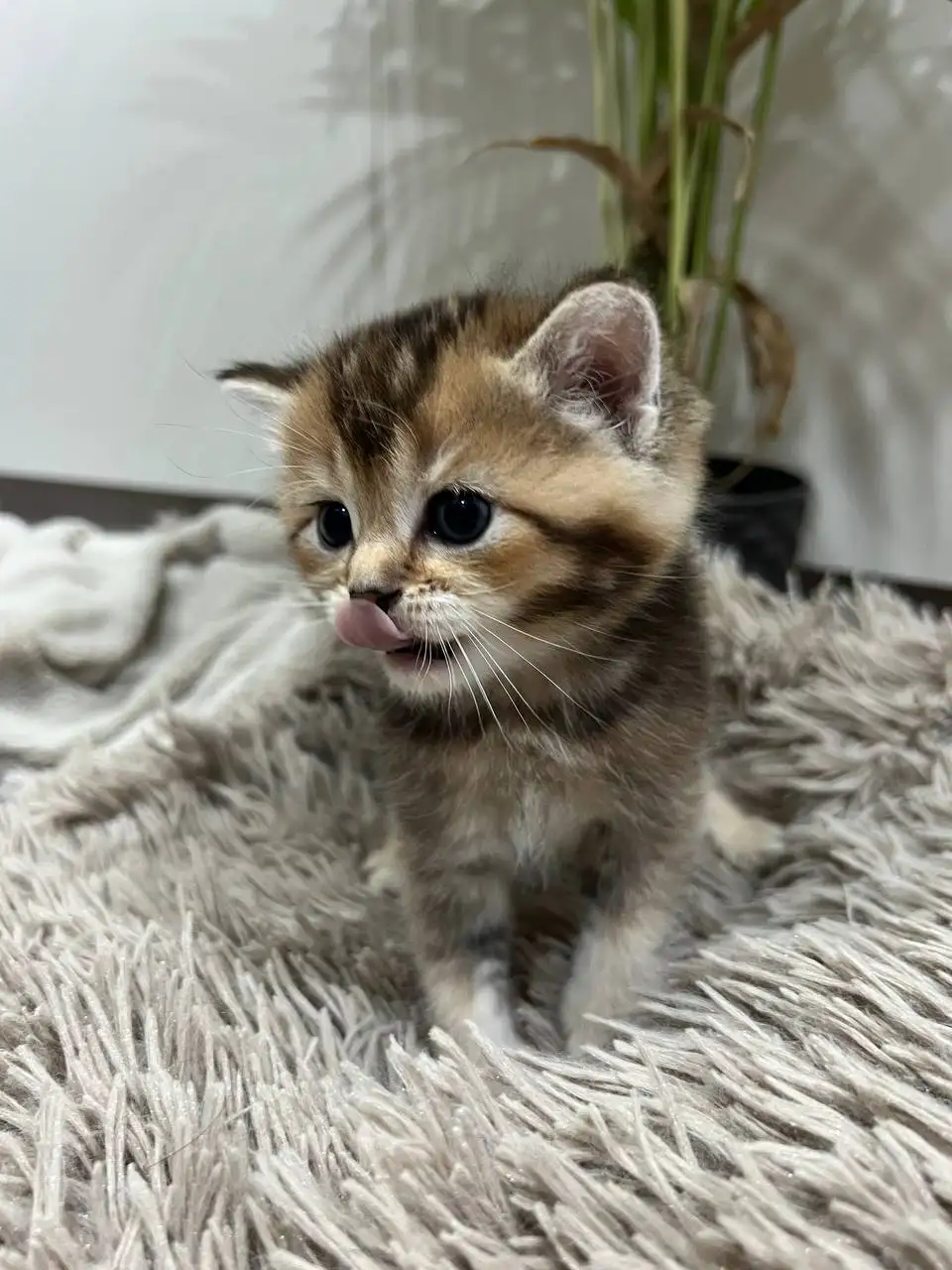 Продажа котят от британки и шиншилл - Кошки (Животные) в Саратов