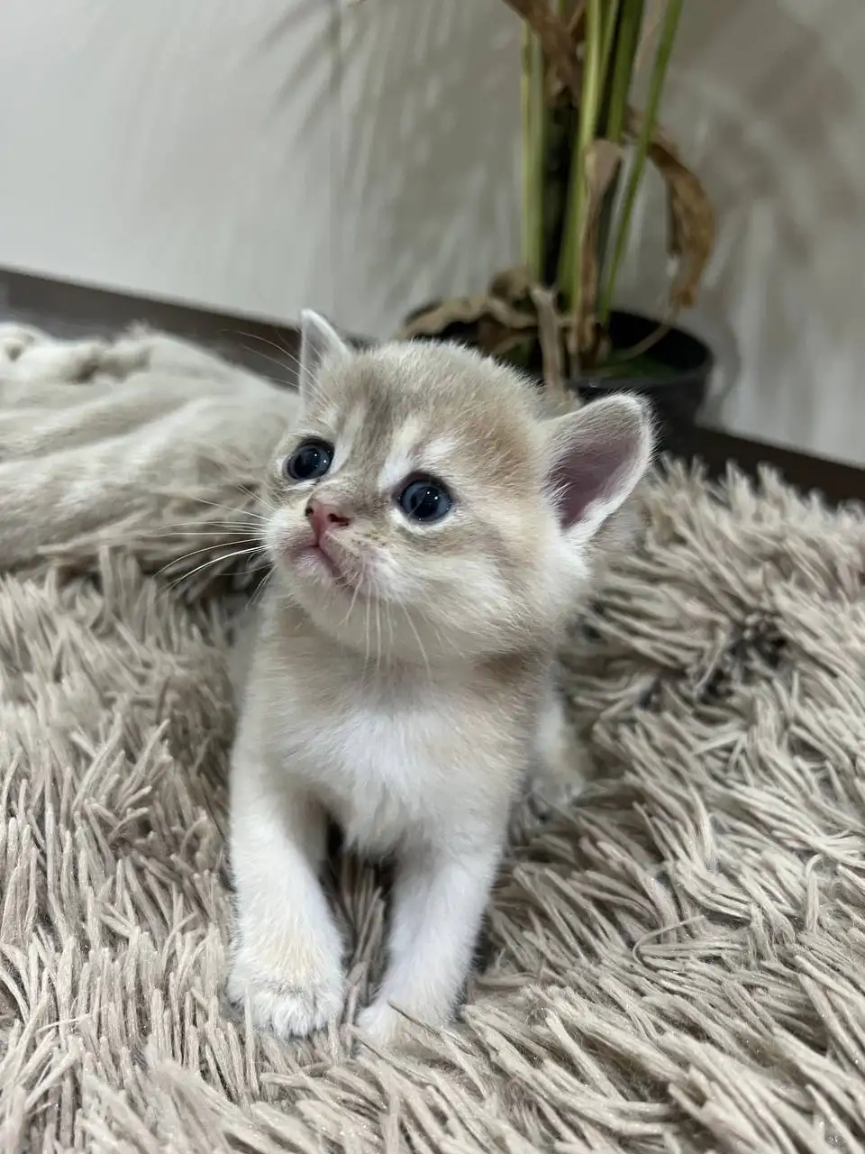 Продажа котят от британки и шиншилл - Кошки (Животные) в Саратов