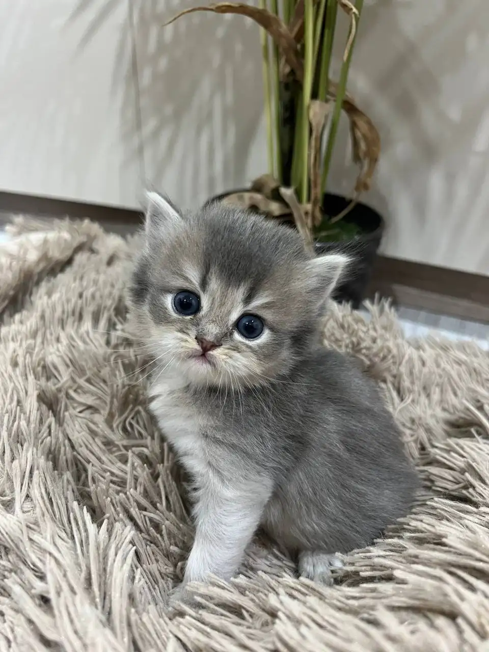 Продажа котят от британки и шиншилл - Кошки (Животные) в Саратов